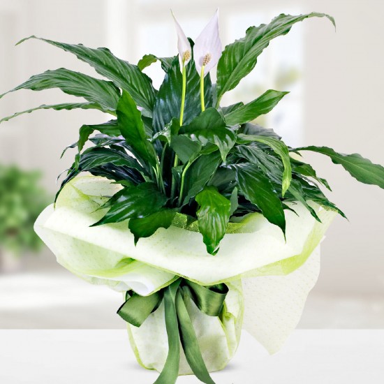 Peace Flower Spathiphyllum (Spatiphyllium)