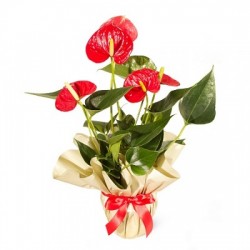 Anthurium Flower