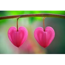 Love & Romance Flowers