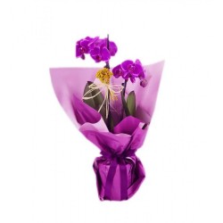 2 Branches of Purple Orchid Princess Design 2 Branches of Purple Orchid Princess Design