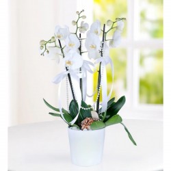 3 Branches Phalaenopsis orchid 3 Branches Phalaenopsis orchid