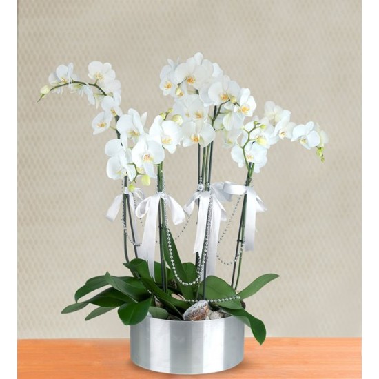  5 Branch White Orchid Arrangement