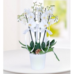 4 Branches White Phalaenopsis Orchids 4 Branches White Phalaenopsis Orchids