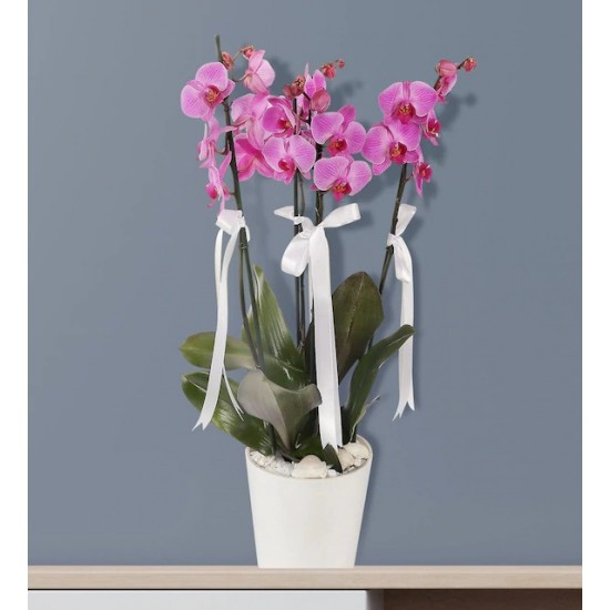 Noble Purple 4 Branches Orchid