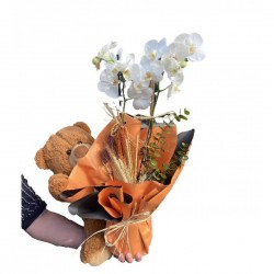 Teddy bear and double orchid Teddy bear and double orchid