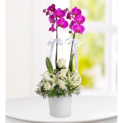 Four Seasons Arrangement of Orchids, Lilies and 7 White Roses Four Seasons Arrangement of Orchids, Lilies and 7 White Roses
