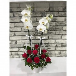 Four Seasons Orchid and 9 Red Roses Arrangement Four Seasons Orchid and 9 Red Roses Arrangement