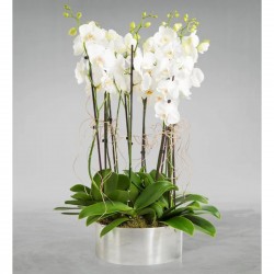 Mercedario 10 Branches of White Orchid Mercedario 10 Branches of White Orchid