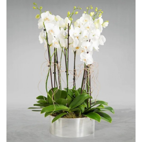 Mercedario 10 Branches of White Orchid