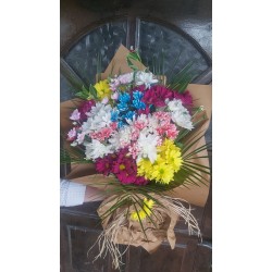 Daisy Garden Daisy Garden