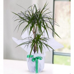 2 Rooted Marginata Dracena 2 Rooted Marginata Dracena