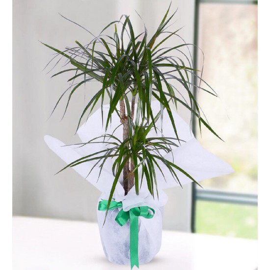 2 Rooted Marginata Dracena